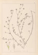 Herbier de la flore française Pl0376 - Louis Antoine Cusin — vy av konstverket