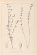 Herbier de la flore française Pl0377 - Louis Antoine Cusin — vy av konstverket