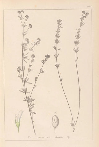 Louis Antoine Cusin - Herbier de la flore franaise Pl0377.webp