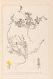 Herbier de la flore française Pl0378 - Louis Antoine Cusin — vy av konstverket
