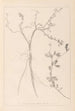 Herbier de la flore française Pl0379 - Louis Antoine Cusin — vy av konstverket