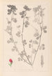 Herbier de la flore française Pl0380 - Louis Antoine Cusin — vy av konstverket