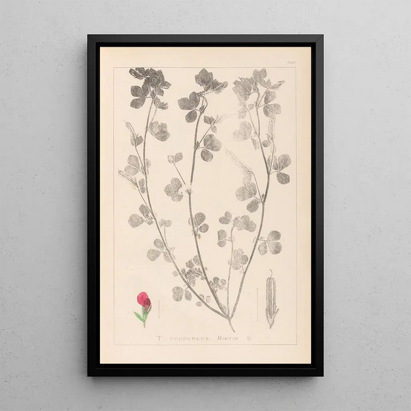 Louis Antoine Cusin - Herbier de la flore franaise Pl0380.webp