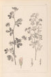 Herbier de la flore française Pl0381 - Louis Antoine Cusin — vy av konstverket