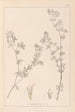 Herbier de la flore française Pl0382 - Louis Antoine Cusin — vy av konstverket