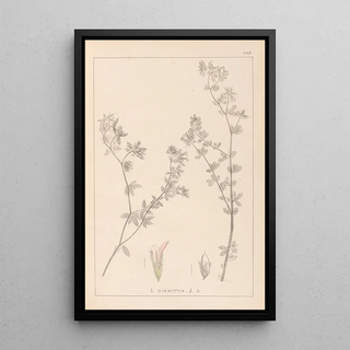 Louis Antoine Cusin - Herbier de la flore franaise Pl0382.webp
