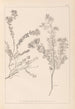 Herbier de la flore française Pl0383 - Louis Antoine Cusin — vy av konstverket