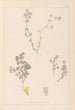 Herbier de la flore française Pl0384 - Louis Antoine Cusin — vy av konstverket