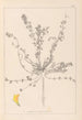 Herbier de la flore française Pl0385 - Louis Antoine Cusin — vy av konstverket