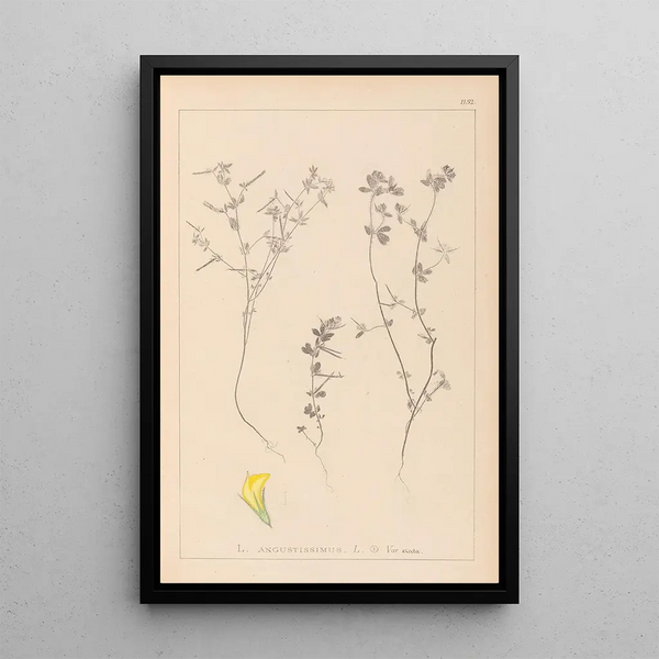Louis Antoine Cusin - Herbier de la flore franaise Pl0386.webp