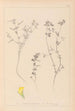 Herbier de la flore française Pl0386 - Louis Antoine Cusin — vy av konstverket