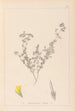 Herbier de la flore française Pl0387 - Louis Antoine Cusin — vy av konstverket