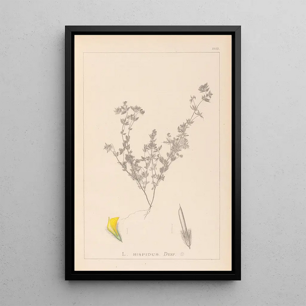 Louis Antoine Cusin - Herbier de la flore franaise Pl0387.webp