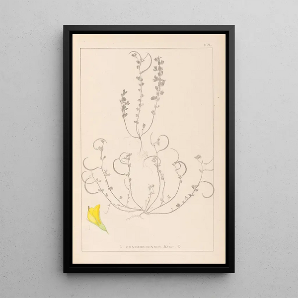 Louis Antoine Cusin - Herbier de la flore franaise Pl0388.webp