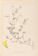 Herbier de la flore française Pl0389 - Louis Antoine Cusin — vy av konstverket