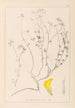 Herbier de la flore française Pl0390 - Louis Antoine Cusin — vy av konstverket