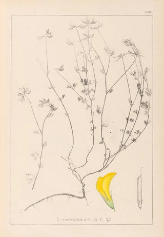 Louis Antoine Cusin - Herbier de la flore franaise Pl0390.webp
