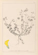 Herbier de la flore française Pl0391 - Louis Antoine Cusin — vy av konstverket