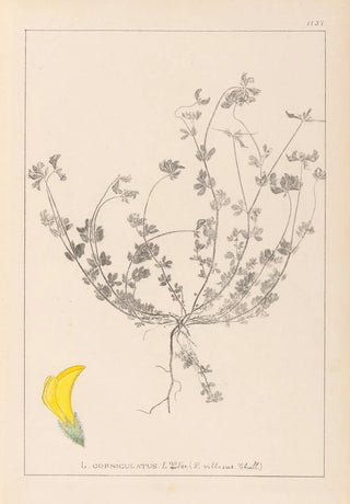 Louis Antoine Cusin - Herbier de la flore franaise Pl0391.webp