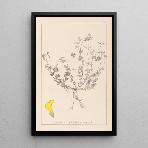 Louis Antoine Cusin - Herbier de la flore franaise Pl0391.webp