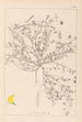 Herbier de la flore française Pl0392 - Louis Antoine Cusin — vy av konstverket
