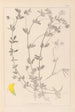 Herbier de la flore française Pl0393 - Louis Antoine Cusin — vy av konstverket