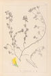 Herbier de la flore française Pl0394 - Louis Antoine Cusin — vy av konstverket
