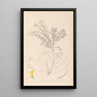 Louis Antoine Cusin - Herbier de la flore franaise Pl0395.webp