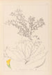 Herbier de la flore française Pl0395 - Louis Antoine Cusin — vy av konstverket