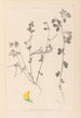 Herbier de la flore française Pl0396 - Louis Antoine Cusin — vy av konstverket