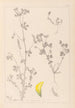 Herbier de la flore française Pl0397 - Louis Antoine Cusin — vy av konstverket