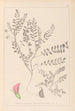 Herbier de la flore française Pl0398 - Louis Antoine Cusin — vy av konstverket