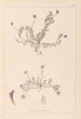 Herbier de la flore française Pl0399 - Louis Antoine Cusin — vy av konstverket