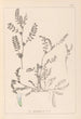 Herbier de la flore française Pl0400 - Louis Antoine Cusin — vy av konstverket