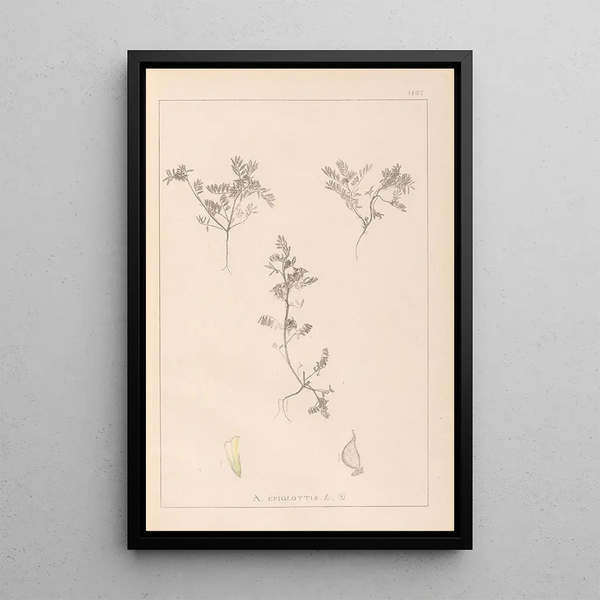 Louis Antoine Cusin - Herbier de la flore franaise Pl0401.webp