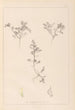 Herbier de la flore française Pl0401 - Louis Antoine Cusin — vy av konstverket