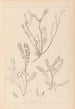 Herbier de la flore française Pl0402 - Louis Antoine Cusin — vy av konstverket