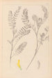 Herbier de la flore française Pl0403 - Louis Antoine Cusin — vy av konstverket