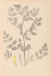 Herbier de la flore française Pl0404 - Louis Antoine Cusin — vy av konstverket