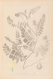 Herbier de la flore française Pl0405 - Louis Antoine Cusin — vy av konstverket
