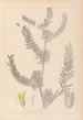 Herbier de la flore française Pl0406 - Louis Antoine Cusin — vy av konstverket