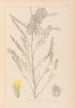 Herbier de la flore française Pl0407 - Louis Antoine Cusin — vy av konstverket