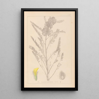 Louis Antoine Cusin - Herbier de la flore franaise Pl0407.webp