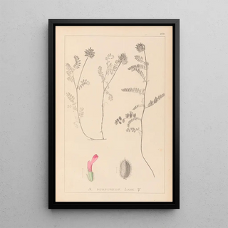 Louis Antoine Cusin - Herbier de la flore franaise Pl0408.webp