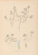 Herbier de la flore française Pl0409 - Louis Antoine Cusin — vy av konstverket