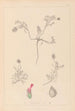 Herbier de la flore française Pl0410 - Louis Antoine Cusin — vy av konstverket