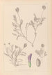 Herbier de la flore française Pl0411 - Louis Antoine Cusin — vy av konstverket