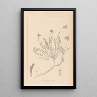 Louis Antoine Cusin - Herbier de la flore franaise Pl0412.webp
