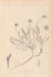 Herbier de la flore française Pl0412 - Louis Antoine Cusin — vy av konstverket