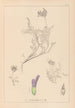 Herbier de la flore française Pl0413 - Louis Antoine Cusin — vy av konstverket